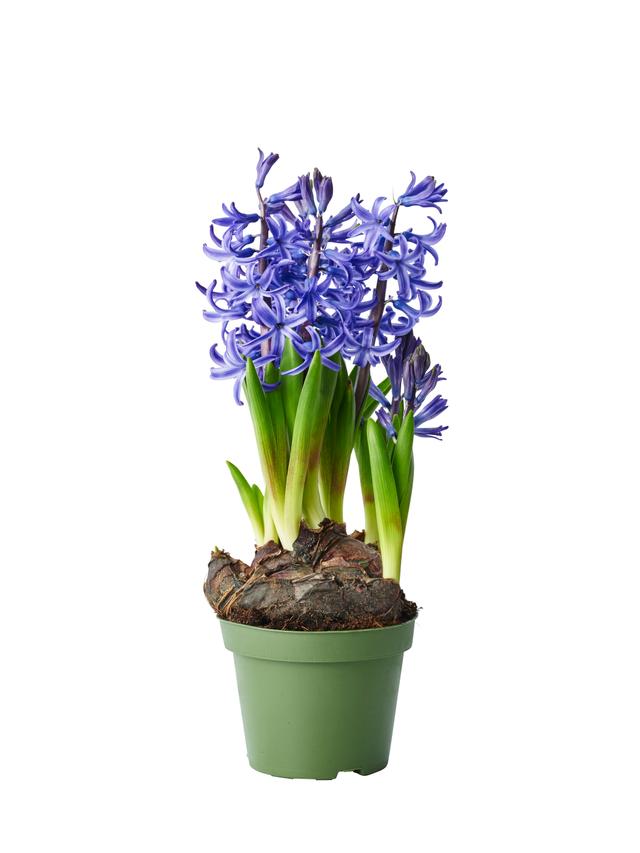 Bulbs in pot