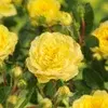 Oppstammet rose