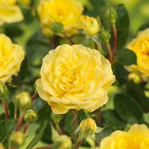 Oppstammet rose
