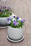 Vårblomster