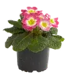 Flowering plants