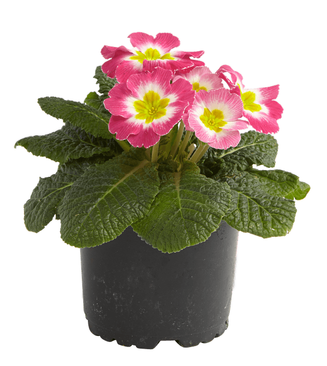 Blomstrende inneplanter