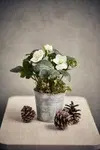 Juleblomster