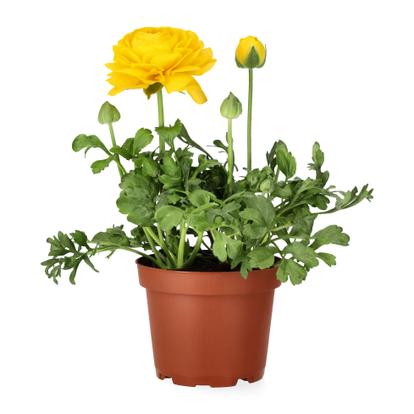 Other easter flowers