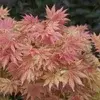 Japanske trær