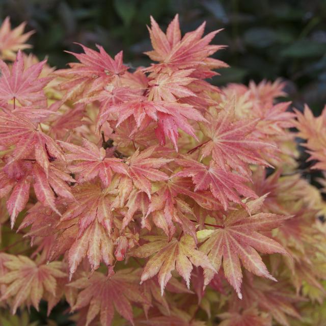 Japanese trees