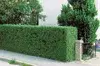 Hekkplanter