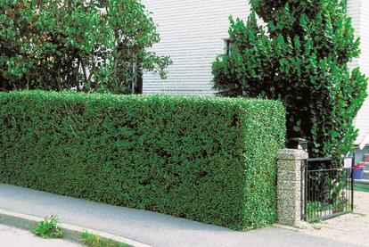 Hekkplanter