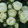 Terrasserose