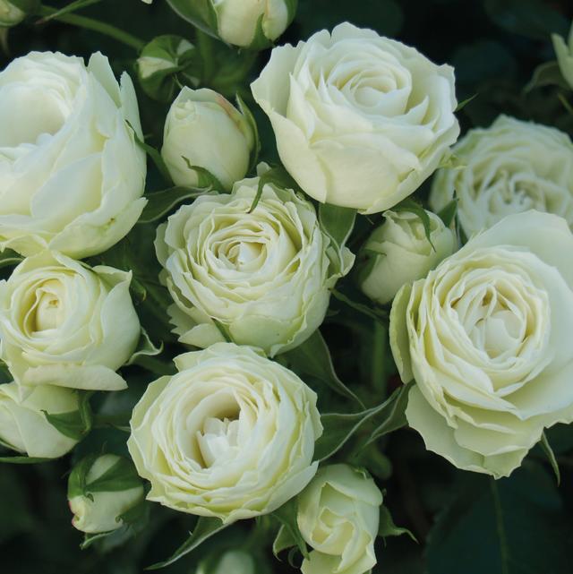 Terrasserose