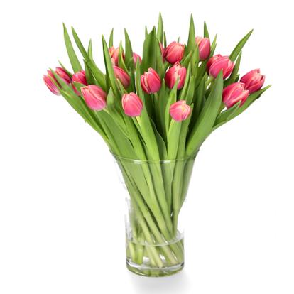 Tulipaner