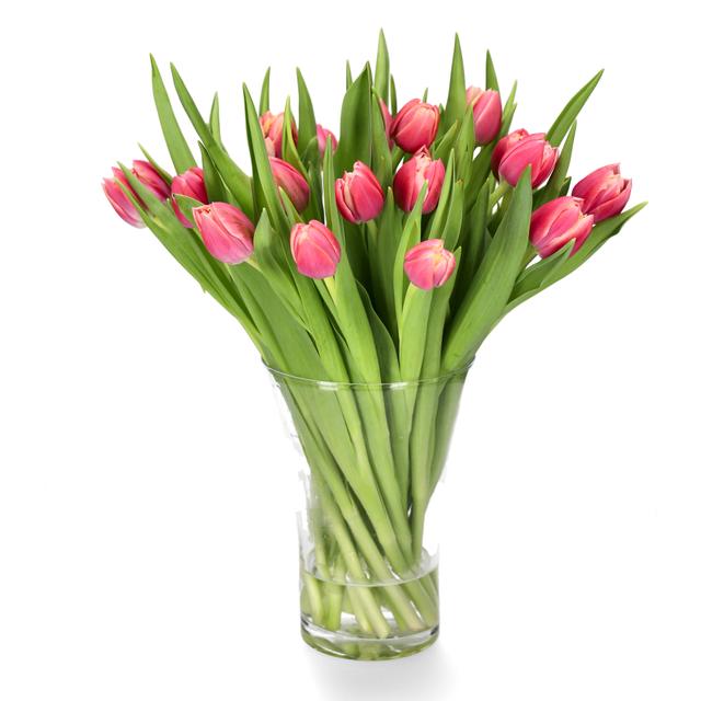 Tulipaner