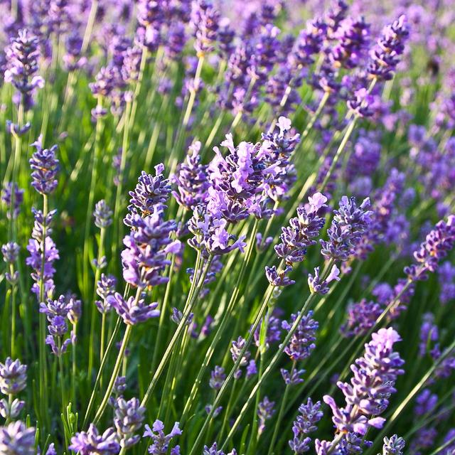 Perennials