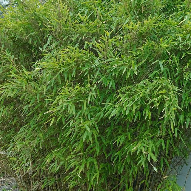 Bamboo