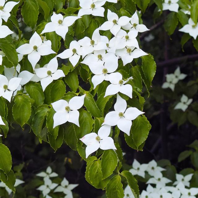 Ornamental shrubs