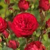 Bunndekkende rose