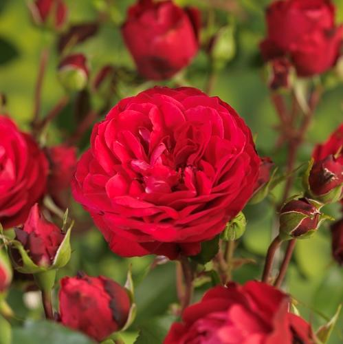 Bunndekkende rose