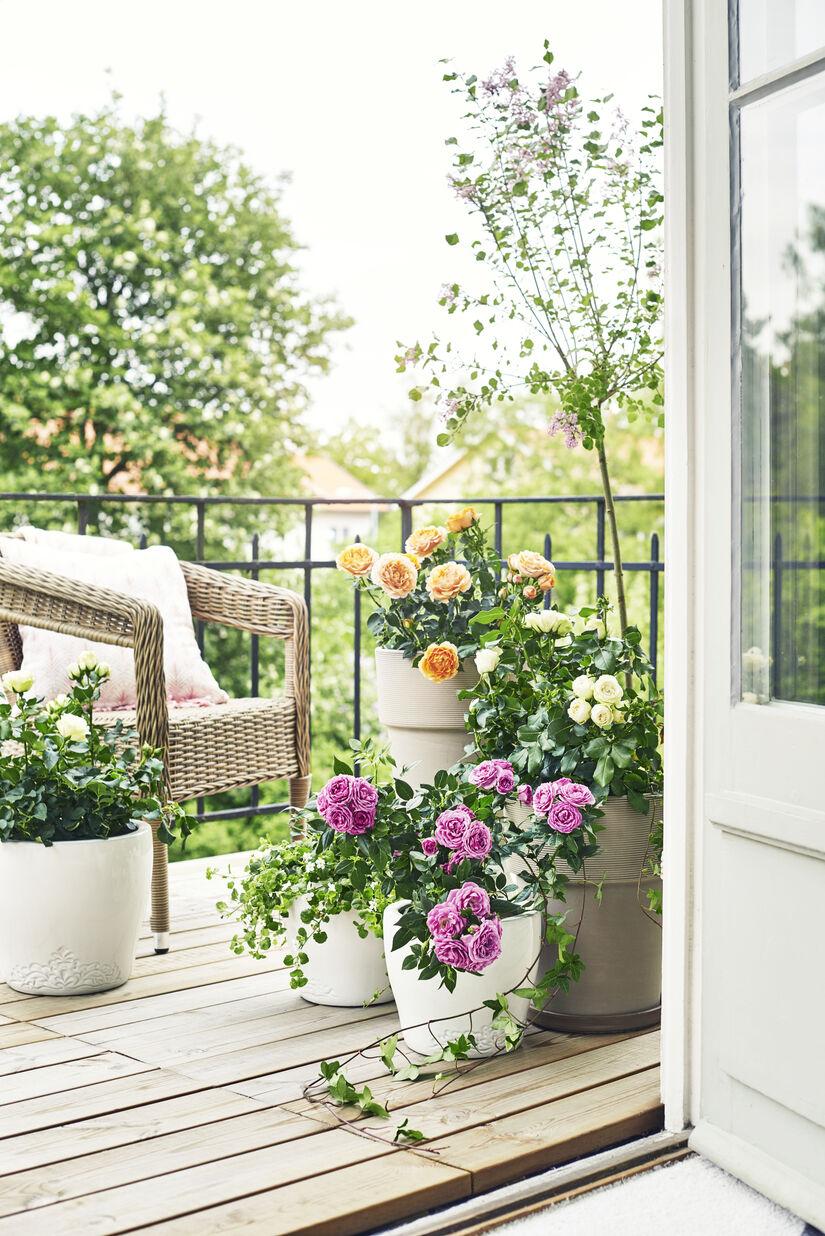 Patio flowers