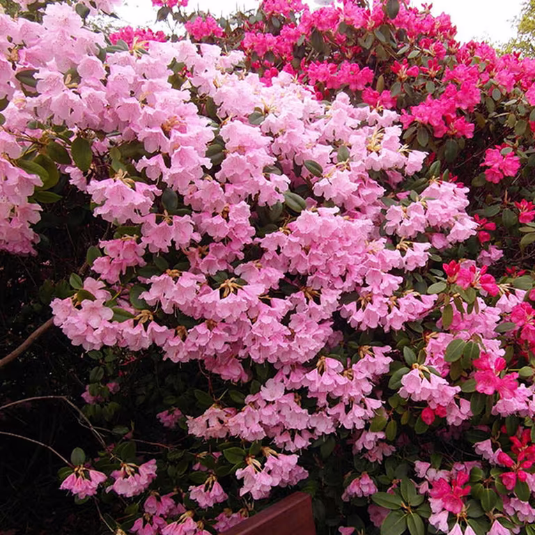 Rhododendron – planting og stell