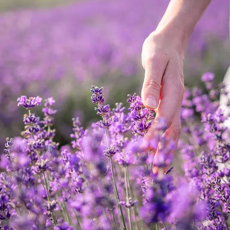 Lavendel – planting og stell