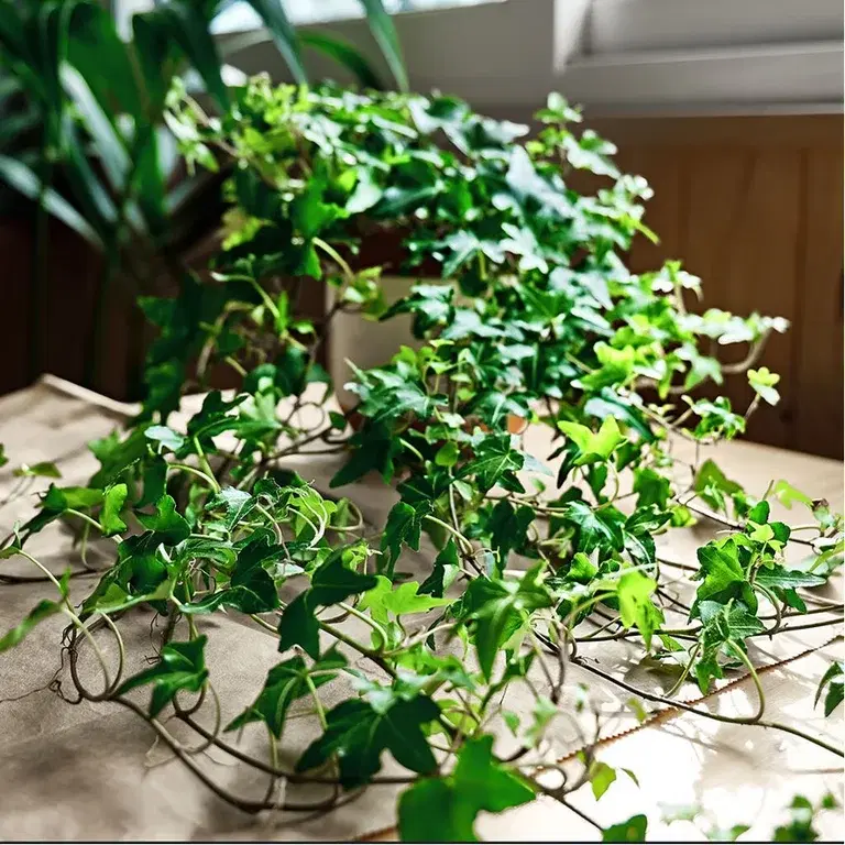 Eføy – fakta og råd om stell 