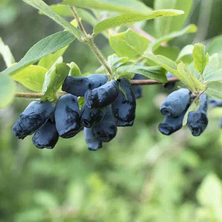 Honeyberries – how to grow your own