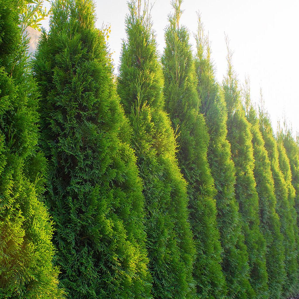 Hekkplanter