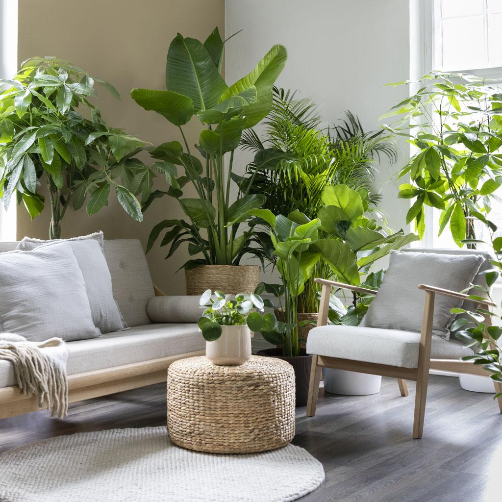 Omgi deg med planter – 6 tips for en frodig jungel