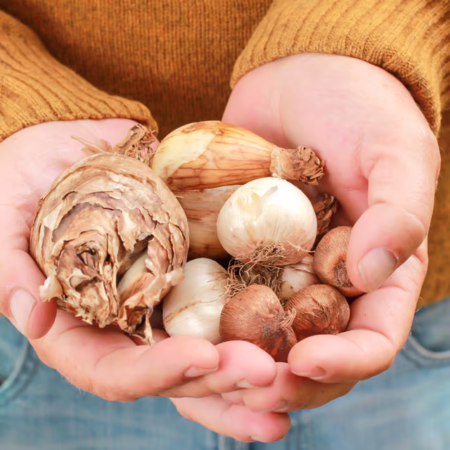 Flower bulbs