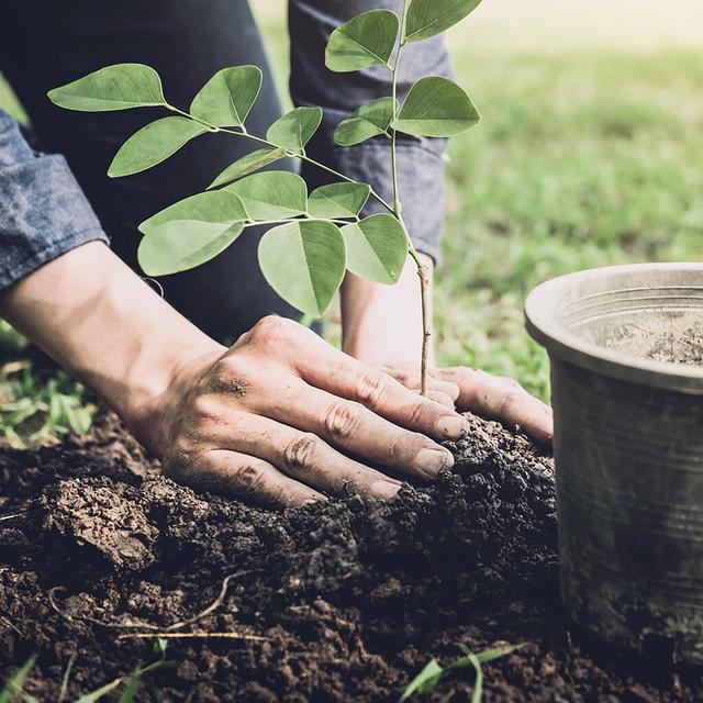 Soil and leca
