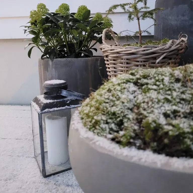 Garden visit: White snow against green leaves at Therese’s