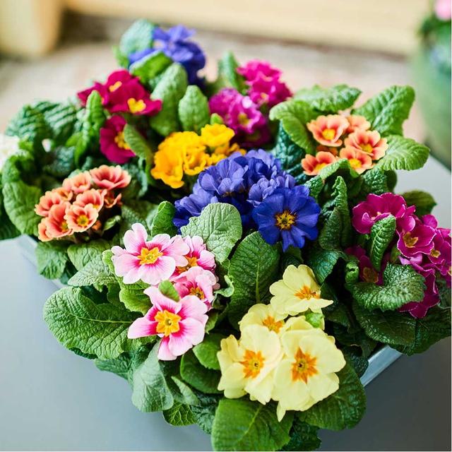 Blomsterfrø