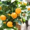 Citrus