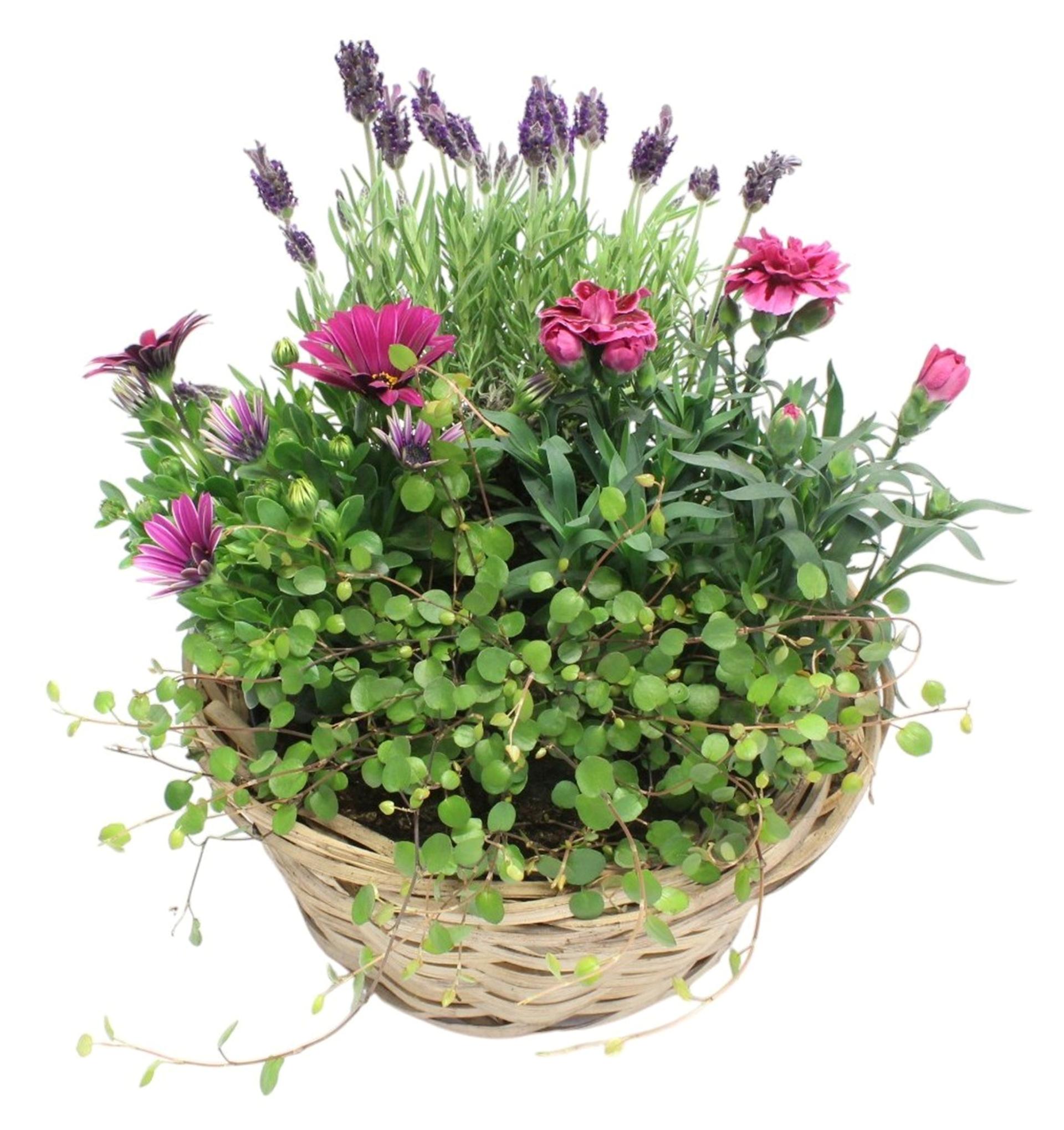 Outdoor flower groups