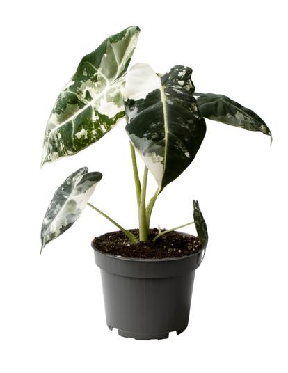 Eksklusive planter