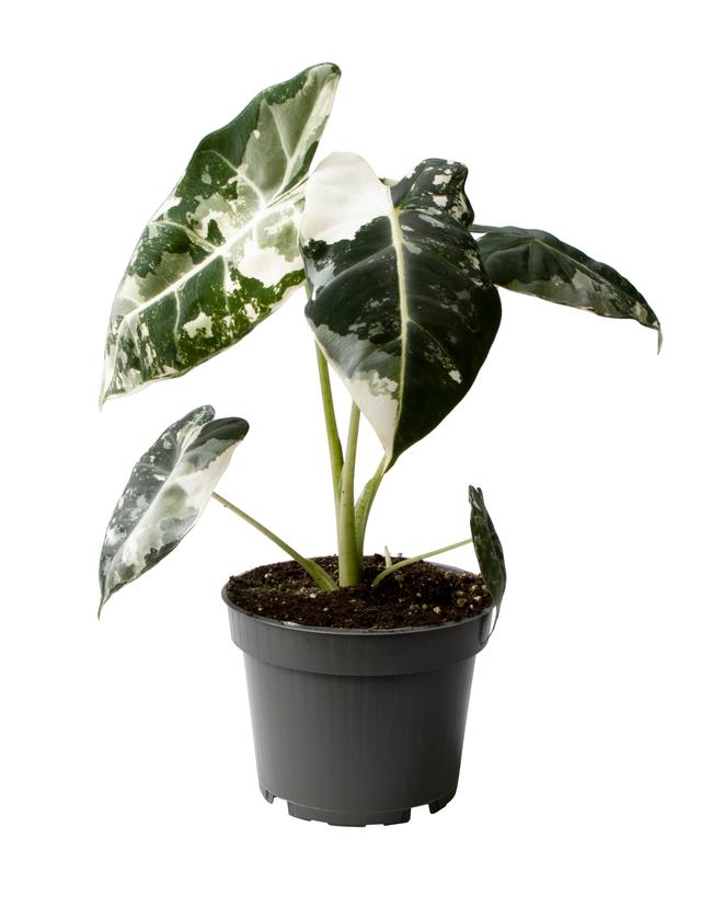 Eksklusive planter
