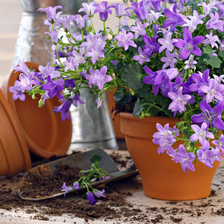 Krypklokke – planting og stell 