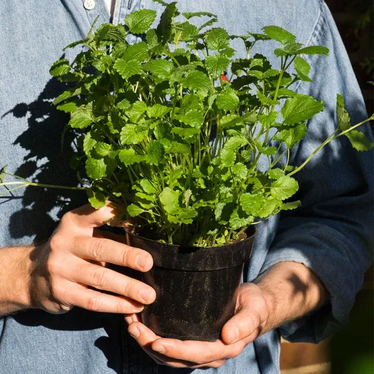 Kjøp potten som jorden spiser opp
