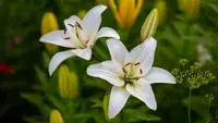 Lily – planting and care