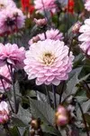 Sommerblomster