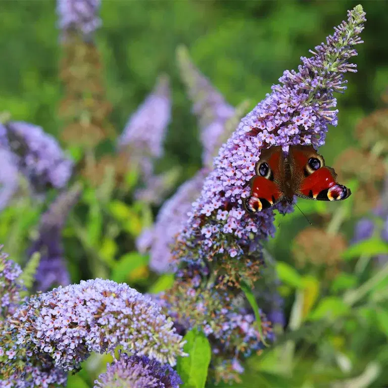 Sommerfuglbusk – planting og stell
