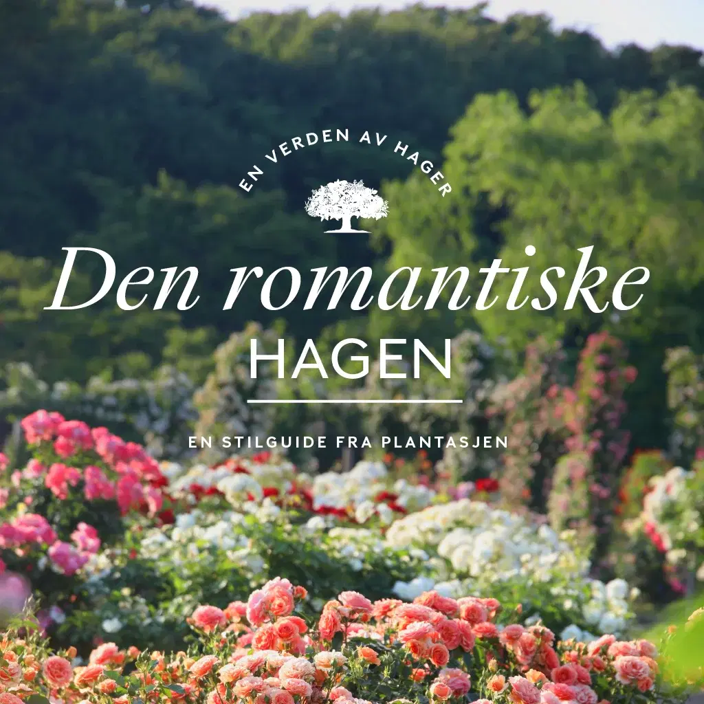 Aster – a summer favourite