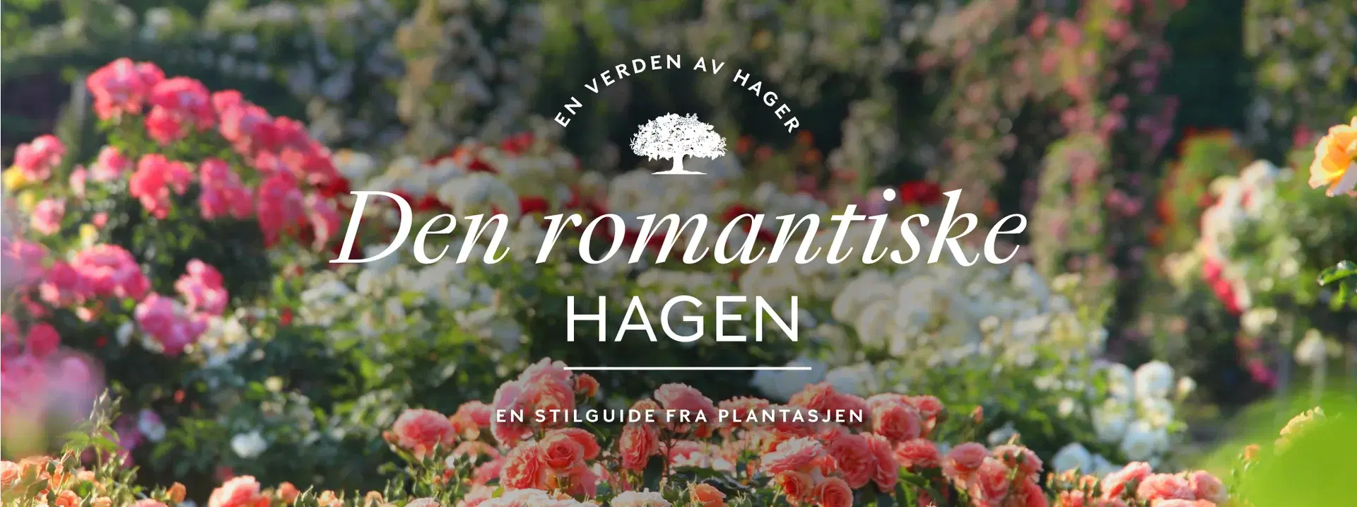 Aster – a summer favourite