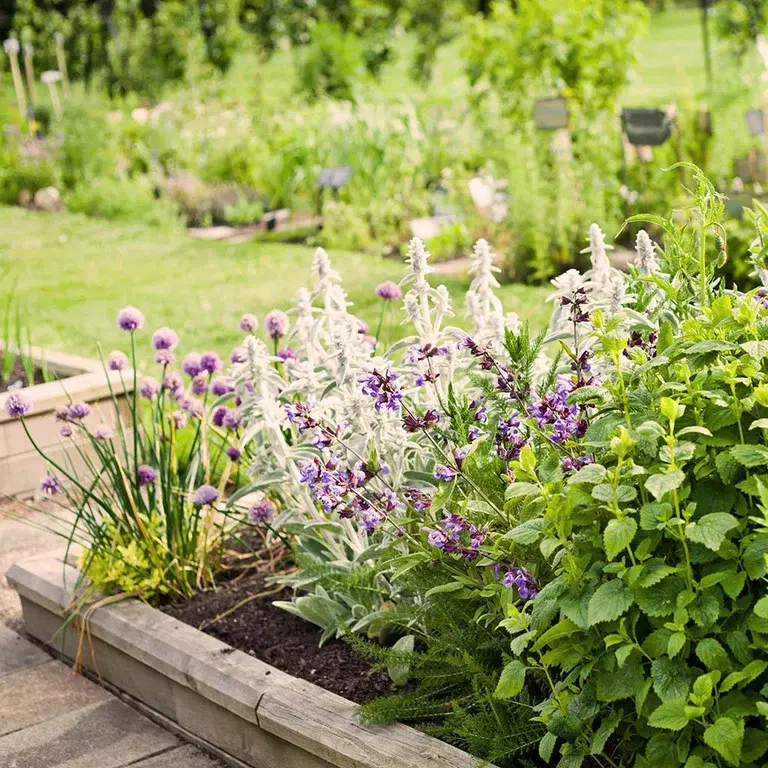 Learn from history's old masters - create a fragrant herb garden