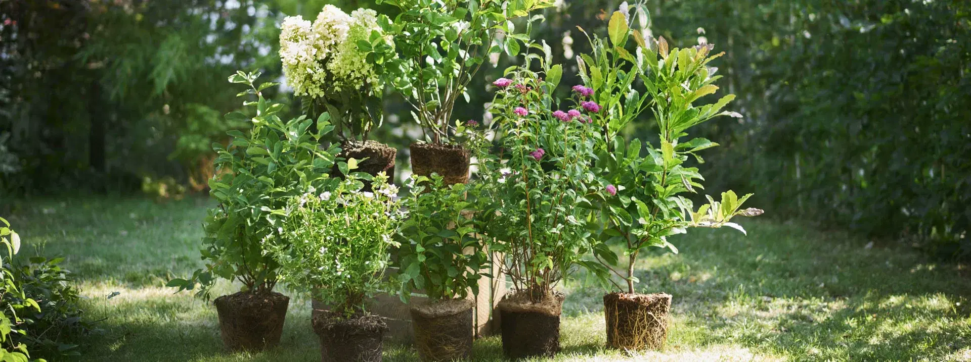 All Mediterranean Plants – Now 30% Off!