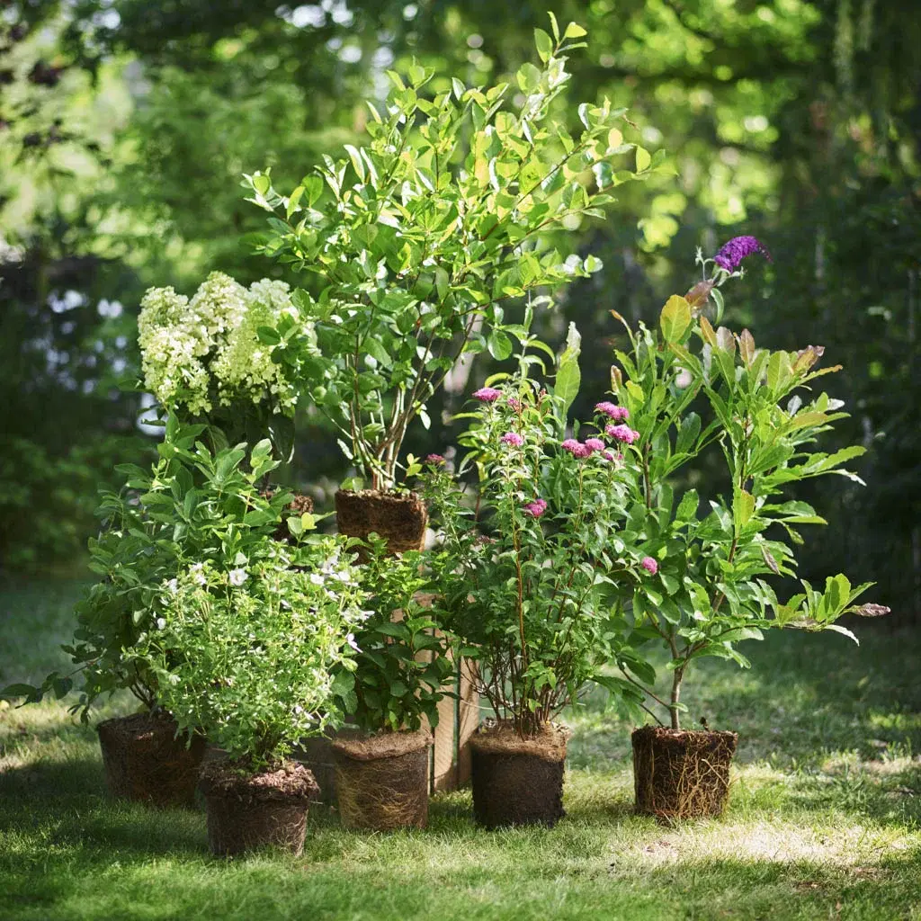 All Mediterranean Plants – Now 30% Off!