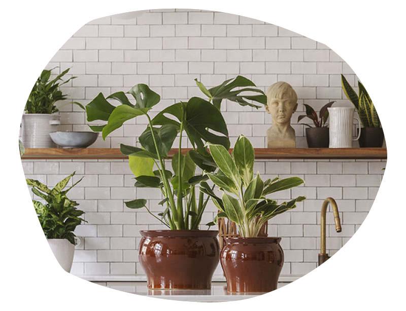 Inneplanter