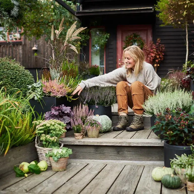 Ingenting sier høst som lyng – en fargerik klassiker til inngangspartiet