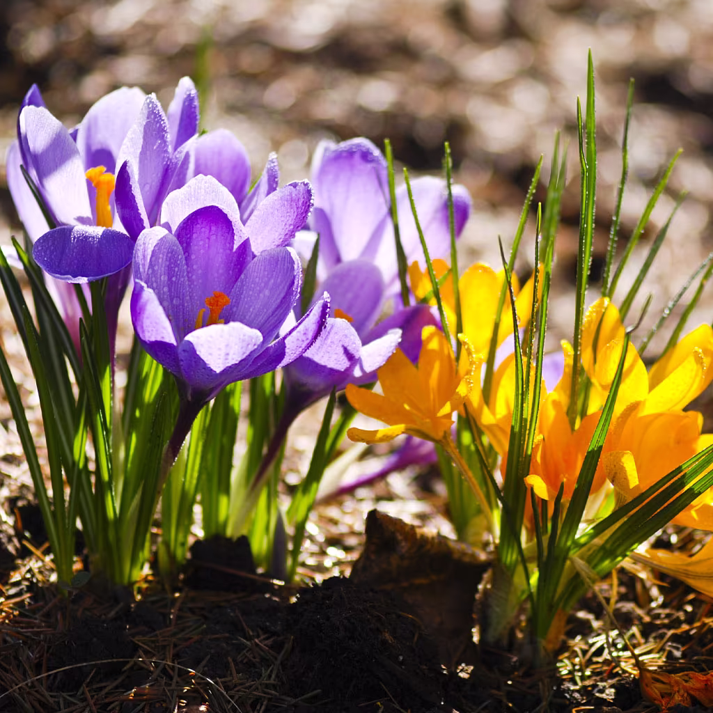 Spring-flowering bulbs – how to do it
