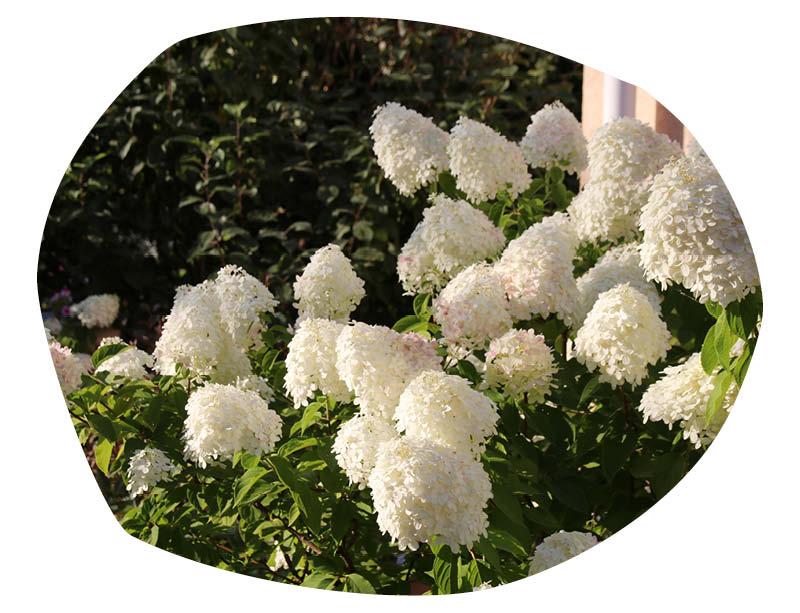 Uteplanter